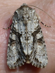 Achatia distincta