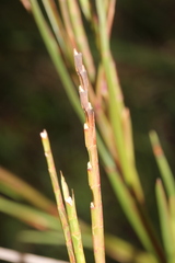 Hemarthria altissima