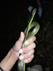 Chironius septentrionalis