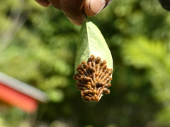 Heraclides anchisiades