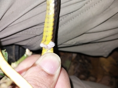 Chironius septentrionalis