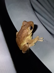 Litoria peronii