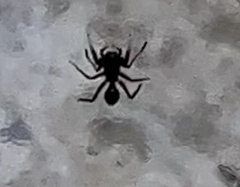 Synemosyna formica