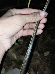 Chironius septentrionalis