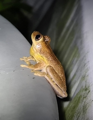 Litoria peronii