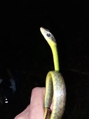 Chironius septentrionalis