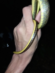 Chironius septentrionalis