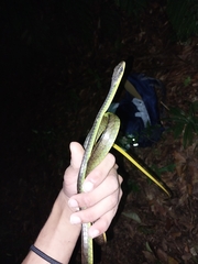 Chironius septentrionalis