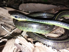 Chironius septentrionalis