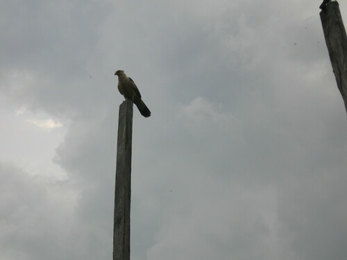 Yellow-headed Caracara