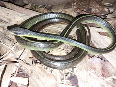 Chironius septentrionalis