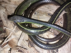 Chironius septentrionalis