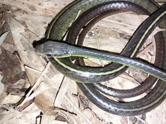 Chironius septentrionalis