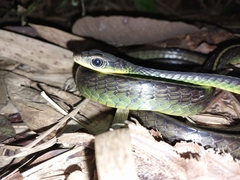 Chironius septentrionalis