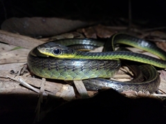 Chironius septentrionalis