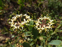 Stenocarpus umbelliferus