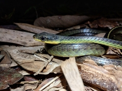 Chironius septentrionalis