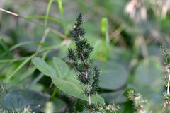 Asparagus acutifolius