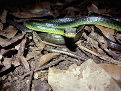 Chironius septentrionalis