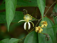 Grewia serrulata