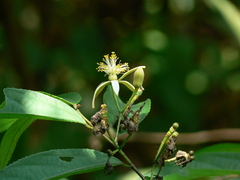 Grewia serrulata