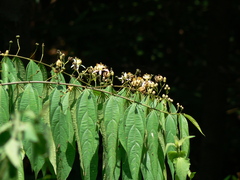 Grewia serrulata