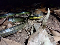 Chironius septentrionalis