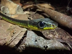 Chironius septentrionalis