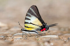 Graphium stratiotes