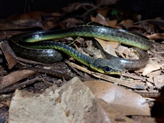 Chironius septentrionalis