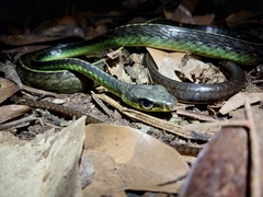 Chironius septentrionalis