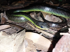 Chironius septentrionalis