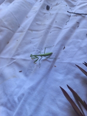 Miomantis caffra
