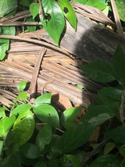 Holcosus quadrilineatus