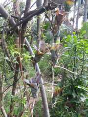 Neoregelia pauciflora