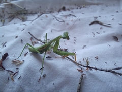 Miomantis caffra
