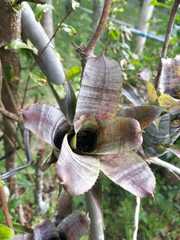 Neoregelia pauciflora