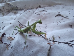 Miomantis caffra