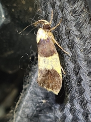 Telecrates laetiorella