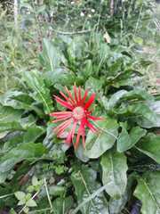 Gerbera jamesonii