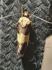 Telecrates laetiorella