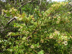 Stenocarpus umbelliferus