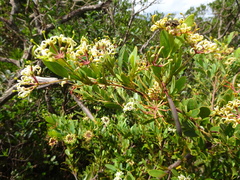 Stenocarpus umbelliferus