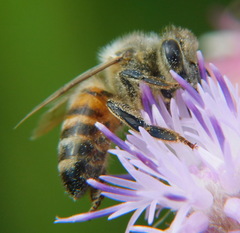 Apis mellifera