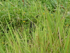 Amaurornis moluccana