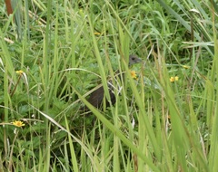 Amaurornis moluccana