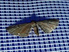 Eupithecia assimilata