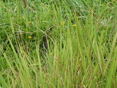 Amaurornis moluccana