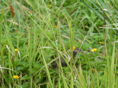 Amaurornis moluccana