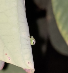 Bijoaraneus mitificus